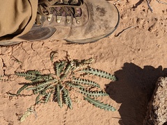 Mentzelia multiflora