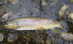 Salmo marmoratus