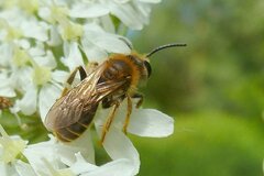 Andrena labialis