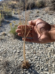 Caulanthus crassicaulis