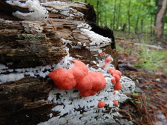 Tubifera ferruginosa