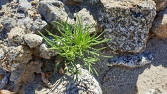 Peucephyllum schottii