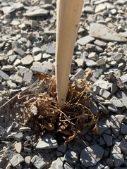 Caulanthus crassicaulis