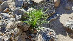 Peucephyllum schottii