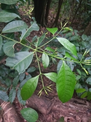 Faramea occidentalis