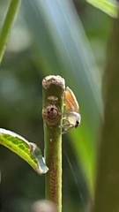 Ilargus coccineus
