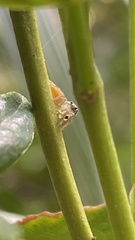 Ilargus coccineus