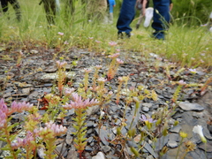 Sedum pulchellum