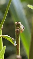 Ilargus coccineus