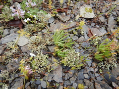 Phemeranthus calycinus
