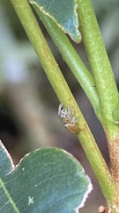 Ilargus coccineus