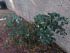 Tournefortia mutabilis