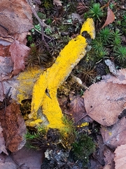 Hypomyces