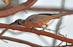 Philemon citreogularis