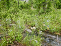 Amsonia hubrichtii