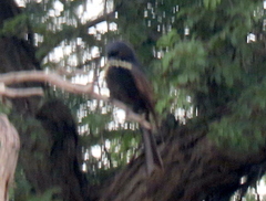 Dicrurus adsimilis apivorus