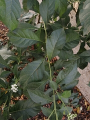 Tournefortia mutabilis