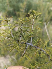 Vachellia vernicosa