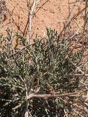 Hymenopappus filifolius