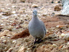 Streptopelia capicola damarensis