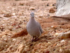 Streptopelia capicola damarensis