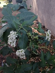 Tournefortia mutabilis