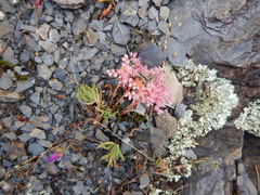 Sedum pulchellum