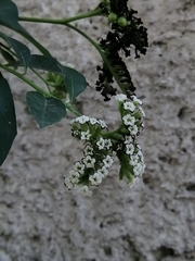 Tournefortia mutabilis