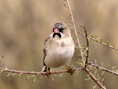 Scaly-Feathered Weaver photo 2