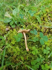 Inocybe subradiata