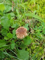 Inocybe subradiata