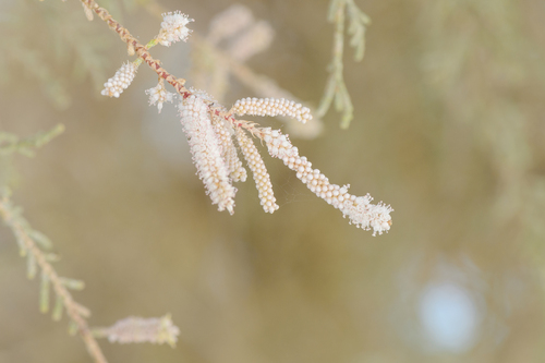 Tamarix nilotica, photograph 5