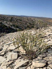 Eriogonum ephedroides