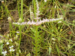 Sedum pulchellum