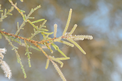 Tamarix nilotica, photograph 6