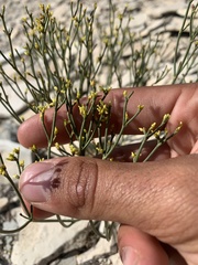 Eriogonum ephedroides