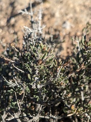 Coleogyne ramosissima