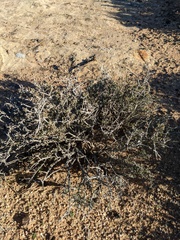 Coleogyne ramosissima