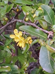 Ochna