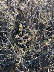 Coleogyne ramosissima