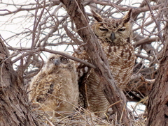 Bubo africanus africanus