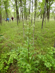 Frasera caroliniensis