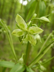 Frasera caroliniensis