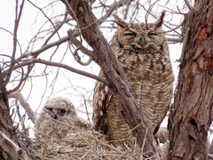 Bubo africanus africanus