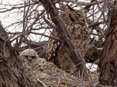 Bubo africanus africanus