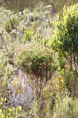 Euryops abrotanifolius