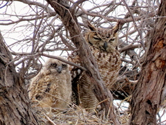 Bubo africanus africanus