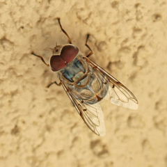 Copestylum isabellina