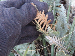 Myriopteris lindheimeri