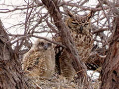 Bubo africanus africanus